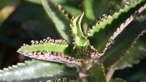 Image result for Bryophyllum