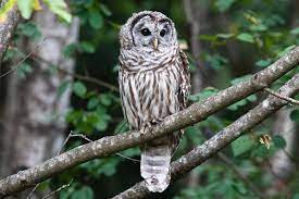 Barred Owl The Most Familiar Hoot Owl Barred Owl Owl Facts Eastern Screech Owl