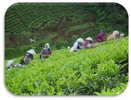 We did not find results for: Contoh Usaha Agraris Cara Golden