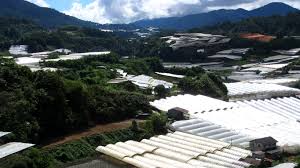 The bharat group is a diversified global business with roots in malaysia. The Cameron Highlands