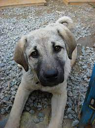 Pin By Lisa Ricco On Cute Animals Aaaawww Kangal Dog Anatolian Shepherd Puppies Dogs