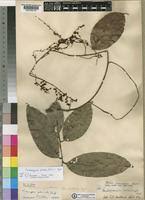 Image result for Pseudospondias microcarpa