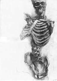 Scientific Illustration Skeleton Drawings Anatomy Art Art