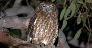 Bird That Sounds Like A Monkey Australia The Southern Boobook Is A Medium Sized Brown Owl With A Rounded Head And No Ear Tufts Its Unmistakable Boo Book Song Is Well Known In Aus Owl Southern Books