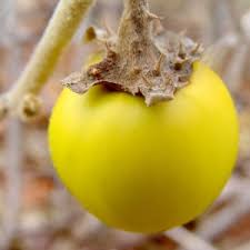 Image result for Solanum lichtensteinii