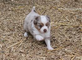 View available dogs, cats, rabbits, horses and more. Mini Aussies Oregon City Shepherd Portland Sale Breeder Puppies