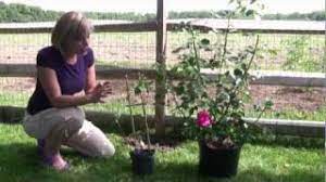 How To Grow And Care For Clematis - Step-By-Step Gardening - Youtube