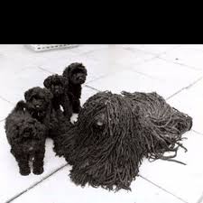The puli is a medium sized hungarian sheepdog. Someday I Ll Have One Hungarian Puli Puli Dog Dogs And Puppies Animals Beautiful