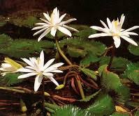 Bunga puniki sarupa sareng bunga lotus sané wénten ring dura negara. Tanaman Bunga Tunjung Manfaat Dan Cara Pemakaiannya Saka Doci