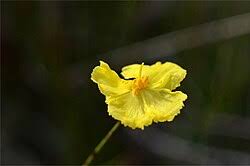 Image result for Xyris elegantula