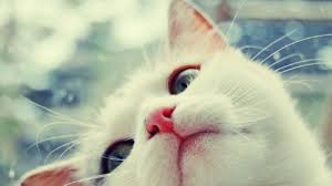 Free cats wallpaper and other animal desktop backgrounds. Cute Cat Wallpaper Wild Country Fine Arts