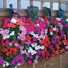 We did not find results for: Flower Pouches Thompson Morgan