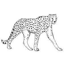 Maybe you would like to learn more about one of these? 25 Best Cheetah Coloring Pages For Your Little Ones Cheetah Coloring Page Animal Coloring Pages Animal Coloring