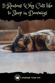 Rub cheeks, head, chin, and tail on people, doorways, and. Why Does My Cat Sleep In The Doorway 5 Explanations Upgrade Your Cat