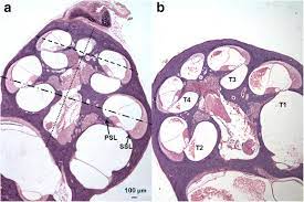 Modiolus aurum osorio ruiz, 1979. Cross Sections Through The Modiolus Of Cochleae From Nonvolant A And Download Scientific Diagram