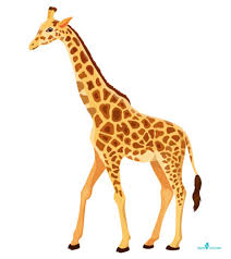 How to draw giraffes, step by step, drawing guide, by puzzlepieces. How To Draw A Giraffe An Easy Step By Step Tutorial