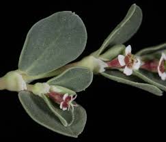 Image result for Euphorbia depauperata