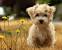 Yorkie Teacup Yorkie Pomeranian