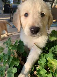 Golden retriever puppies for sale in texas facebook. Texas Goldens Retrievers Home Facebook