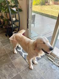 Image result for Sleek Ecru 2010 GX