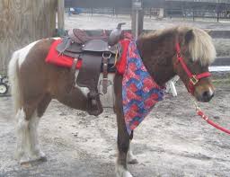 Maybe you would like to learn more about one of these? Pony Rentals Pony Parties Children S Parties Nj Kids Parties Petting Zoo Pony Party Petting Zoo Party Zoo Animals