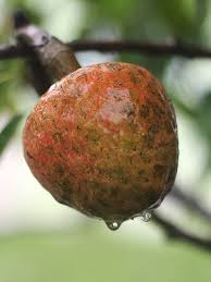 Image result for Annona reticulata
