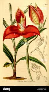 Image result for Disa robusta