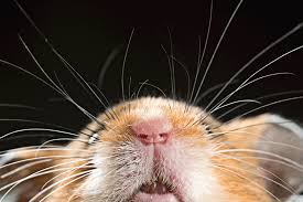 We gather all ads from hundreds of classified sites for you! Can Hamsters Eat Wood Hamsters 101