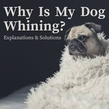 How do i get my dog to stop whining. Reasons Why Dogs Whine And How To Stop It Pethelpful