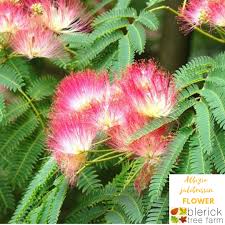 Our plant nursery has fast growing trees shipped right to your door. Albizia Julibrissin Persian Silk Tree Blerick Tree Farm