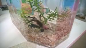 1,180 results for half moon betta. Help My Male Halfmoon Betta Has Recently Stopped Eating He Has Contracted My Aquarium Club