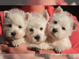 Check out our french bulldog puppies, siberian husky & other breeds. Deinetierwelt Westie Puppies Westie Dogs Cute Dogs Breeds