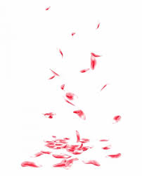 18 Flower Petal Overlay Png Flower Petal Art Flower Pedals Flower Clipart