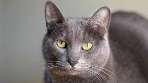 korat kedi cinsi ozellikleri karakteri ve bakimi kedi tayland bakken