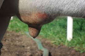 Resultado de imagen para que es la mastitis bovina