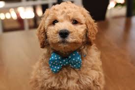 View our puppies online or come into our store to see them in person. River Valley Goldendoodles Puppy Breeder In Ny Near Pa Near Nyc Goldendoodle Mini Goldendoodle Puppies