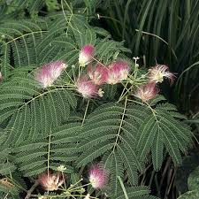 Fine, feathery leaves and pink puffball flowers make this an attractive garden tree. Albizia Julibrissin Summer Chocolate Purple Silk Tree