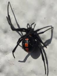 They may also be present at campgrounds and other outdoor locations. Don T Like All This Heat And Rain Neither Do Black Widow Spiders