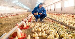 Biosecurity measures for poultry farmers. Coccidiosis In Chickens Can Vaccines Increase Benefits