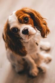 A standard male dog is commonly known as a dog. in technical terms, this implies that the dog hasn't fathered any young, nor has it been used for breeding. Ultimate Dog Trivia Questions And Answers 2021 Quiz