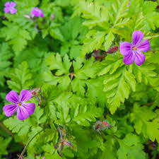 Herb Robert seeds