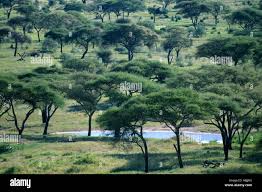 Image result for Acacia tortilis