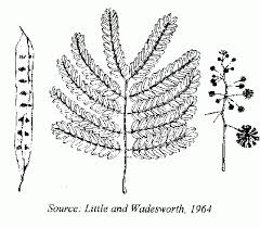 Image result for Albizia procera