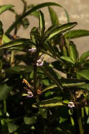 Image result for Dyschoriste nagchana