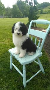 Our listings are from top breeders from around the country. Droll Sheepadoodle Puppies For Sale Australia L2sanpiero