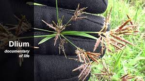 Image result for Cyperus rotundus