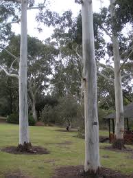Image result for Eucalyptus grandis