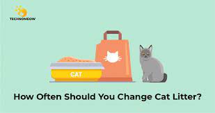How Often Should You Change Cat Litter Technomeow