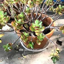 Here you find 4 meanings of the word drooping. Jade Plant Branches Or Leaves Shriveling Drooping Succulent Plant Care