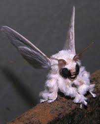 Vaxed, masked, distanced, and the results are everything opposite of a free nation. The 25 Most Terrifying Animals In Existence